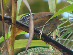 Munchique Wood-Wren photo 2