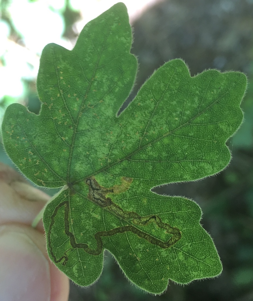 Scarce Maple Pigmy