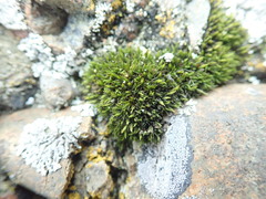Schistidium maritimum