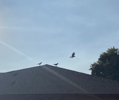 Corvus brachyrhynchos