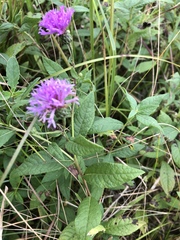 Vernonia texana