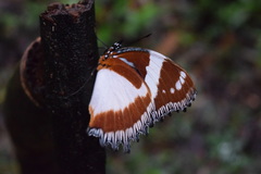 Hypolimnas dexithea