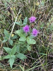 Vernonia texana