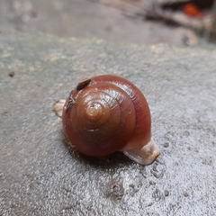 Quantula