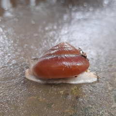 Quantula