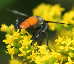 Galactomyia