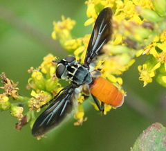 Galactomyia