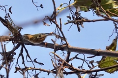 Regulus regulus