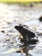 Fejervarya kawamurai