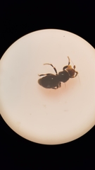 Howickia