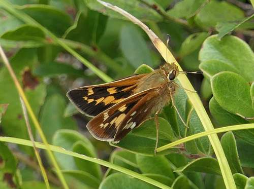 Leonard's Skipper