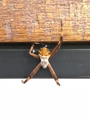 Argiope argentata