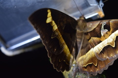 Cyligramma disturbans