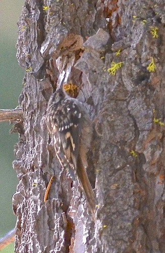 iNaturalist observation photo of Brown Creeper