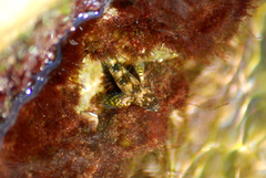 Coryphoblennius galerita