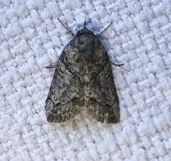 Nycteola polycyma
