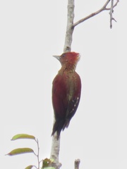 Chrysophlegma miniaceum