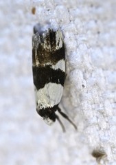Zonopetala decisana