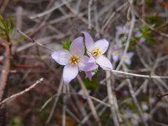 Boronia pilosa