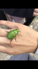 Chrysina psittacina