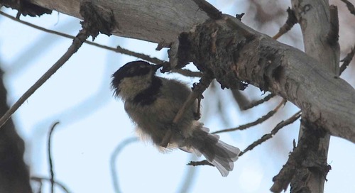 iNaturalist observation photo of Mountain Chickadee