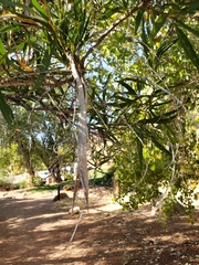 Chilopsis linearis arcuata