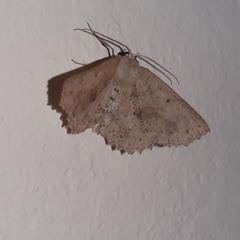 Isochromodes phyllira