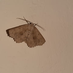 Isochromodes phyllira