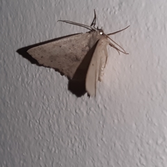 Isochromodes phyllira