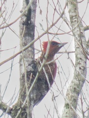 Chrysophlegma miniaceum