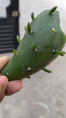 Austrocylindropuntia subulata