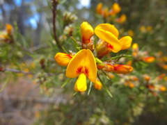Pultenaea mollis