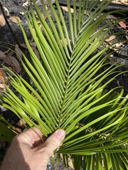 Macrozamia