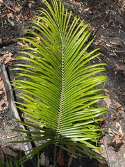 Macrozamia