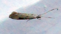 Sagephora phortegella