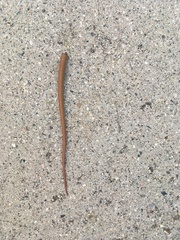 Elgaria multicarinata