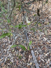 Tabernaemontana pandacaqui