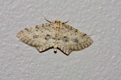 Poecilasthena scoliota