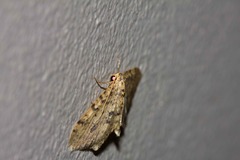 Poecilasthena scoliota
