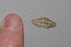 Poecilasthena scoliota