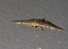 Poecilasthena scoliota