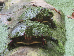 Chrysemys picta marginata