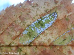 Phyllonorycter obscuricostella