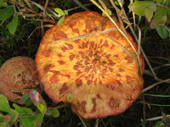 Suillus spectabilis