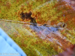 Cameraria betulivora