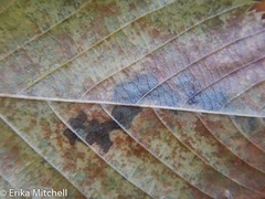 Cameraria betulivora