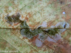 Cameraria betulivora