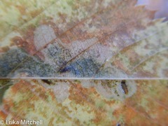 Cameraria betulivora