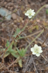 Platystemon californicus