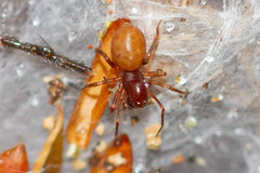 Mecysmaucheniidae